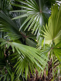 Close-up of palm tree