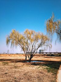 Trees on field against blue sky