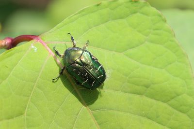 Close-up of beetle on green leaf
