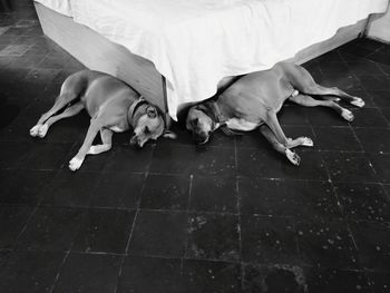 High angle view of dogs resting on floor