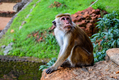 Monkey sitting on ground