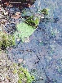 High angle view of plants in lake