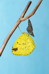 One spotted yellow grass butterfly also called eurema andersonii in beautiful background