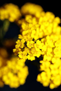 Close-up of yellow flowering plant