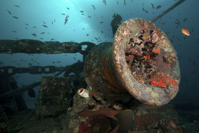 Wreck of thistlegorm