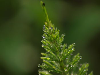 Close-up of wet plant