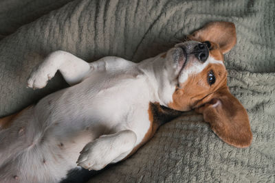 High angle view of dog sleeping on sofa at home