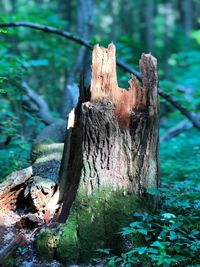 Close-up of tree stump in forest