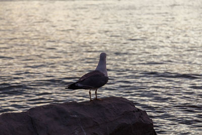 Bird perching on sea shore