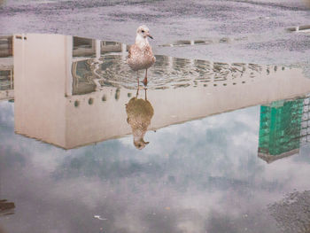 Seagull perching on a lake