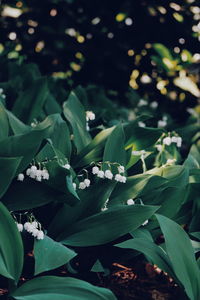 Close-up of white flowering plant