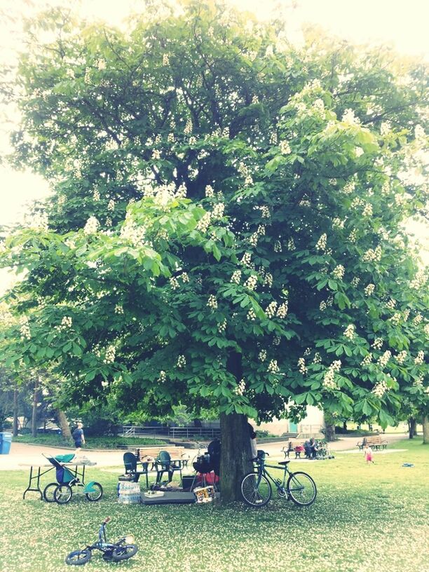 tree, growth, green color, park - man made space, grass, bench, nature, chair, tranquility, relaxation, park, branch, sunlight, beauty in nature, men, sitting, day, outdoors, tranquil scene