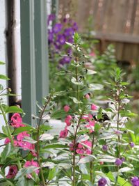 Close-up of pink flowering plant against window