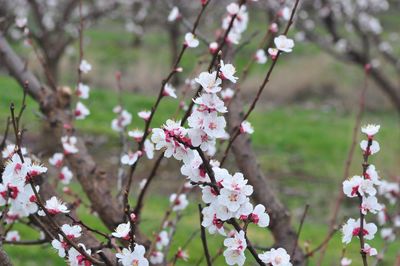 Close-up of apple blossoms in spring