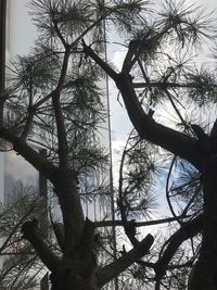 Low angle view of silhouette tree against sky