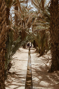 Footpath amidst trees