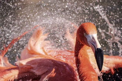 Close-up of swans swimming in water