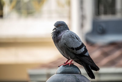 Close-up of pigeon perching on railing