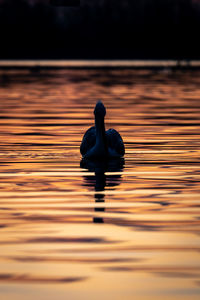 Close-up of a bird in lake during sunset