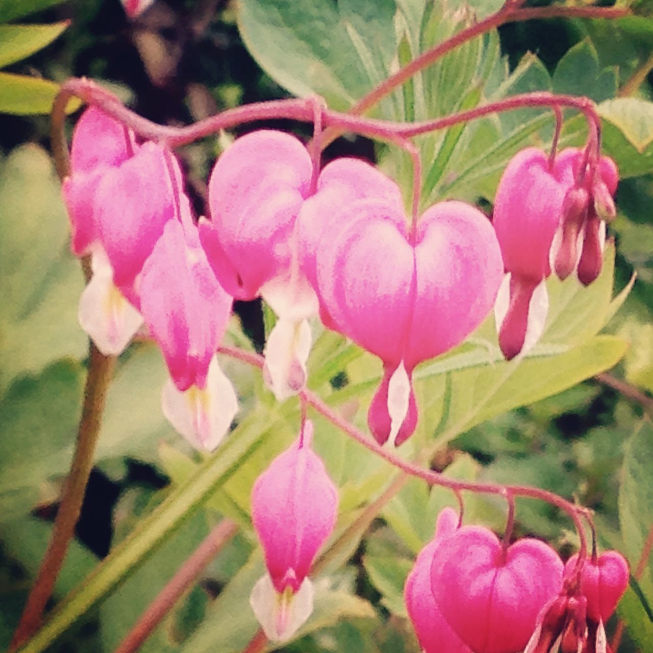 flower, freshness, pink color, growth, petal, fragility, close-up, beauty in nature, focus on foreground, nature, bud, plant, flower head, leaf, pink, blooming, stem, selective focus, day, outdoors