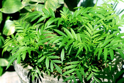 Close-up of fresh green plants