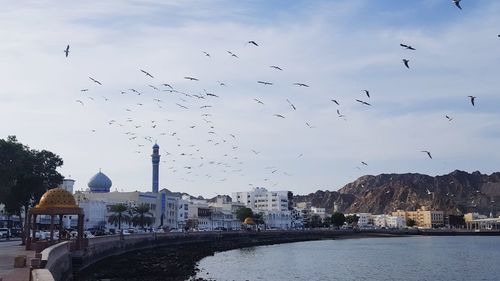 Flock of birds flying over river in city against sky