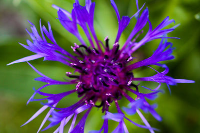 Close-up of purple flowering plant