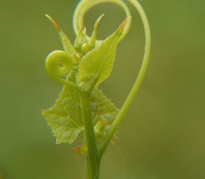 Close-up of green leaf