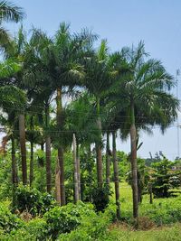 View of palm trees against sky