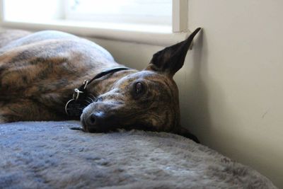 Close-up of dog sleeping
