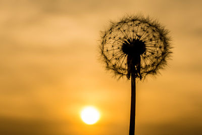 Close-up of silhouette flower against sky during sunset