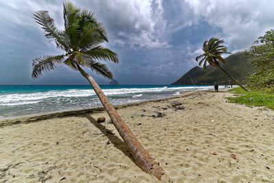 Palm trees on beach against cloudy sky
