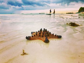 Close-up of starfish on beach