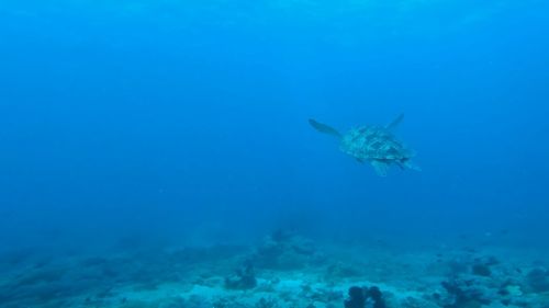 High angle view of sea turtle swimming in sea