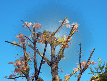 Low angle view of flowering plant against clear blue sky