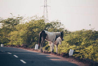 Side view of horse standing by trees against sky