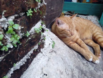 Close-up of ginger cat lying down