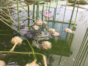 High angle view of frog on lake