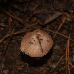 mushroom