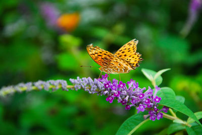 Close-up of butterfly pollinating on purple flower