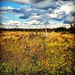 Wheat field against sky