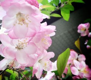 Close-up of pink flowers