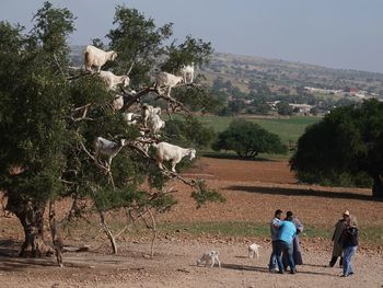 People on field against trees