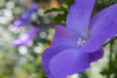 Close-up of purple flower