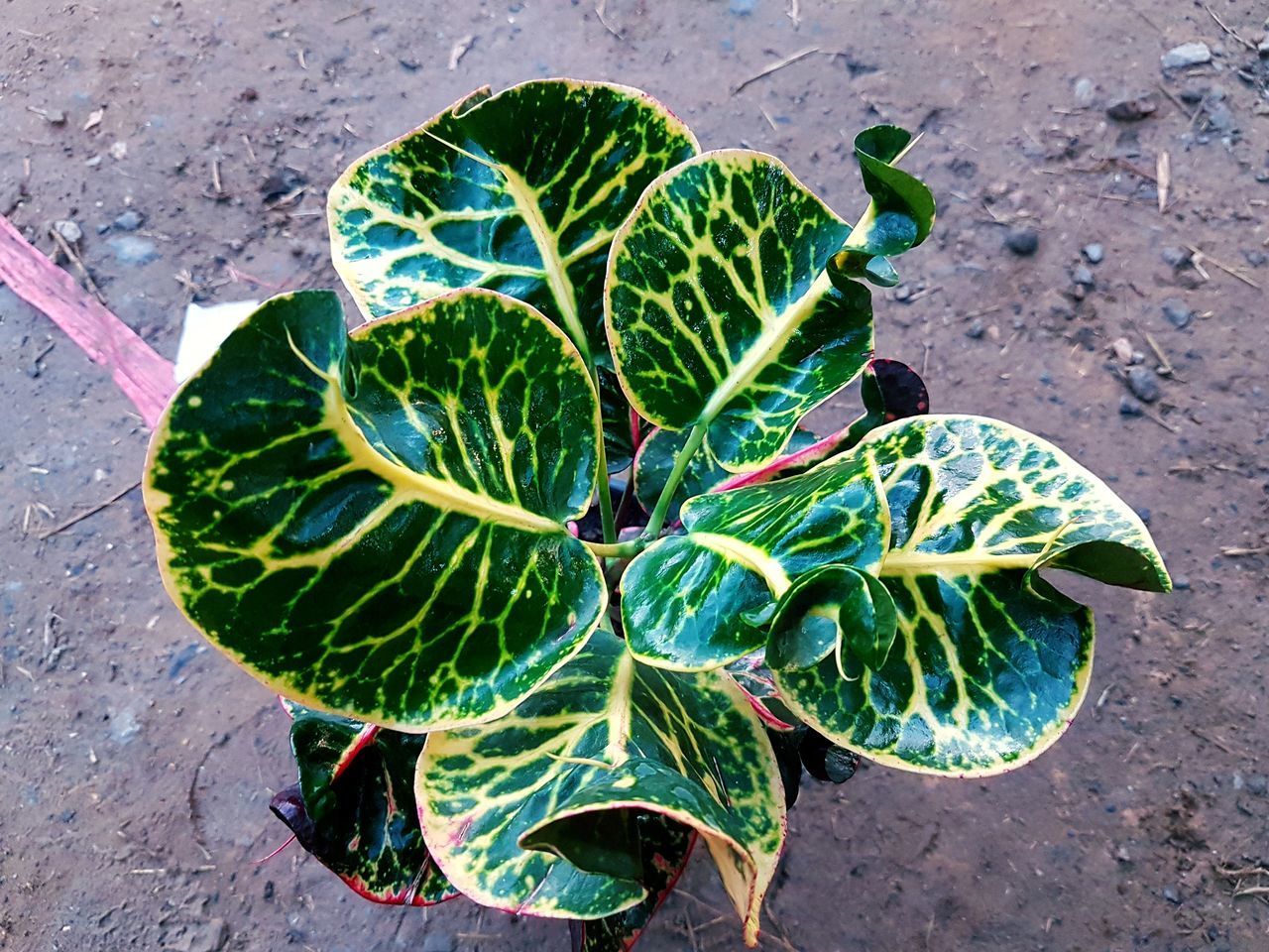 HIGH ANGLE VIEW OF SUCCULENT PLANT LEAVES