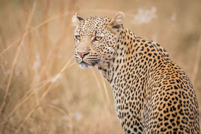 Close-up of leopard