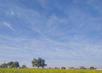 Trees on field against sky