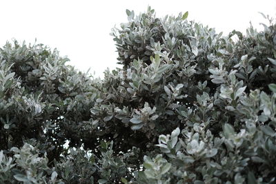 Close-up of white flowering plants