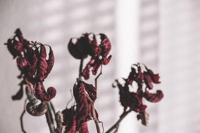 Close-up of wilted plant