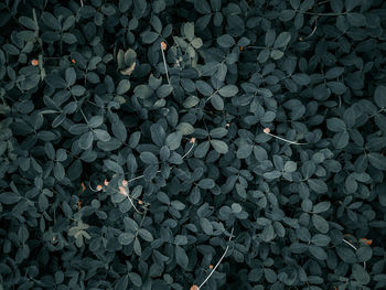 High angle view of leaves on field
